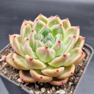Echeveria ‘Q Orange’ 🇨🇳
