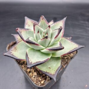 Echeveria ‘Ebony Demon’🇨🇳