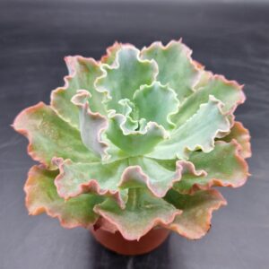 Echeveria ‘Dorothy’
