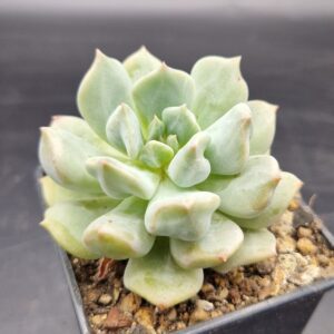 Echeveria ‘Cream Puff’