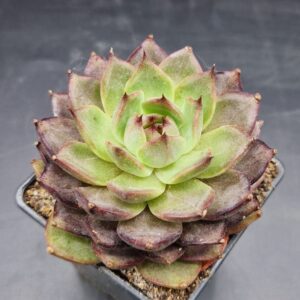 Echeveria ‘Black Diamond’ 🇨🇳