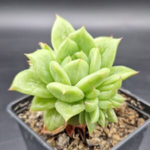 Echeveria ‘Santa Maria’ monstruosa 🇨🇳