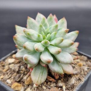 Echeveria ‘Blue Elf’ variegado 🇨🇳