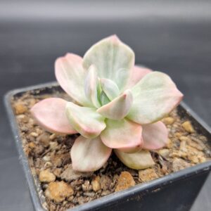 xGraptoveria Mr. Richards variegada