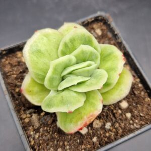 Echeveria ‘Ice Green’ variegada 🇨🇳