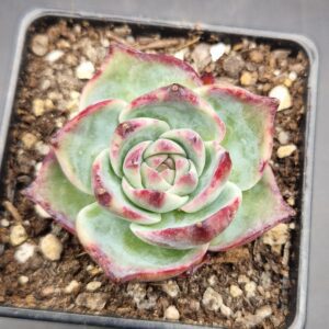 Echeveria casio 🇨🇳