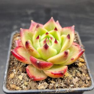 Echeveria ‘Blue Dragon’ 🇨🇳