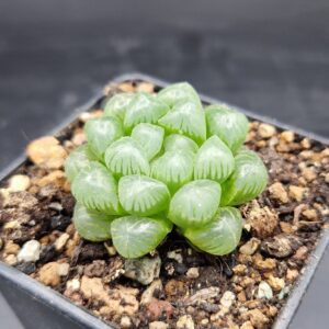 Haworthia cooperi var. obtusa