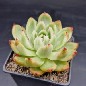 Echeveria ‘Crystal Jenny’ variegada 🇨🇳