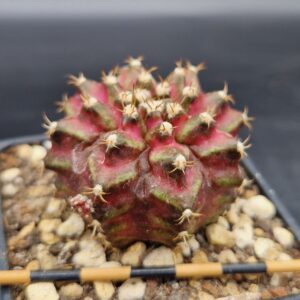 Gymnocalycium T-Rex x black widow Gymnocalycium T-Rex x black widow