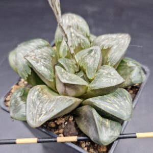 Haworthia ‘Silver turtle’ 🇨🇳