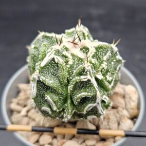 Astrohytum myriostigma fukuryu hakujo