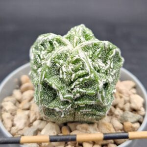 Astrophytum myriostigma fukuryu hakujo