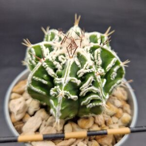 Astrophytum fukuryu hakujo