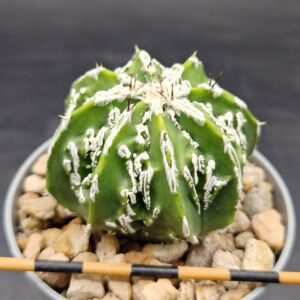 Astrophytum ornatum fukuryu hakujo