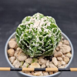 Astrohytum myriostigma fukuryu Copiar