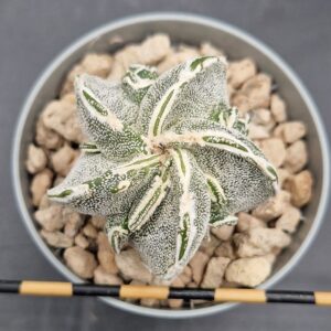Astrophytum myriostigma fukuryu hakujo