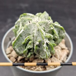Astrophytum myriostigma fukuryu hakujo
