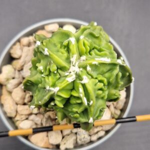 Astrohytum myriostigma fukuryu hakujo