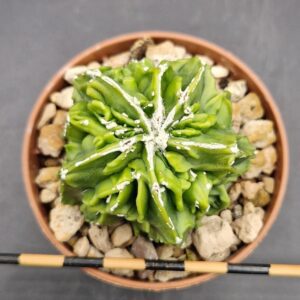 Astrohytum myriostigma fukuryu hakujo 5 ribs