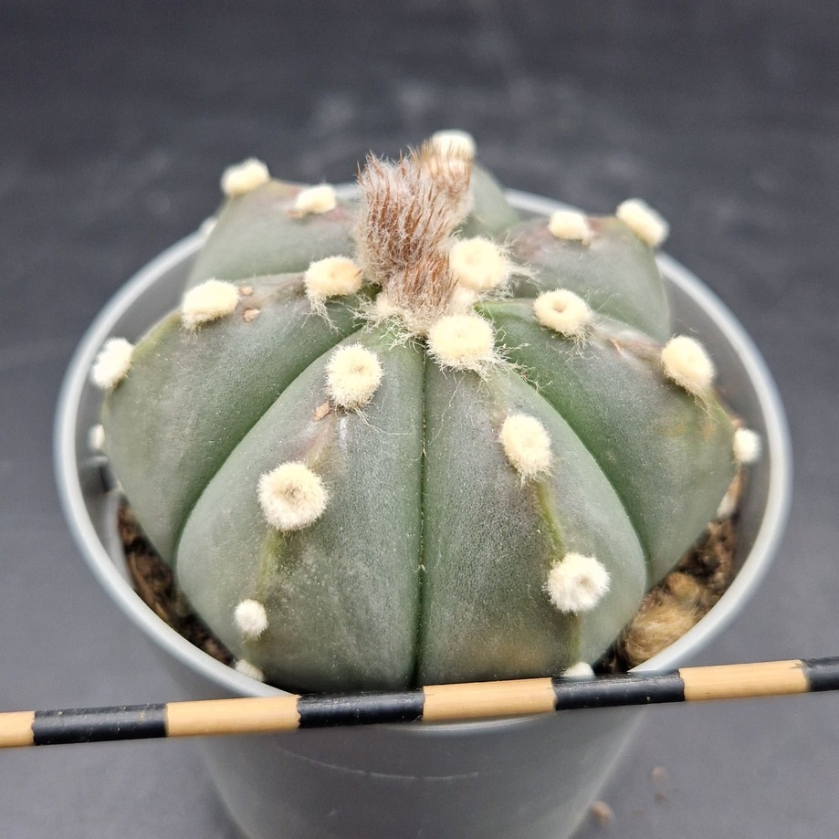 Astrophytum asterias Astrophytum asterias