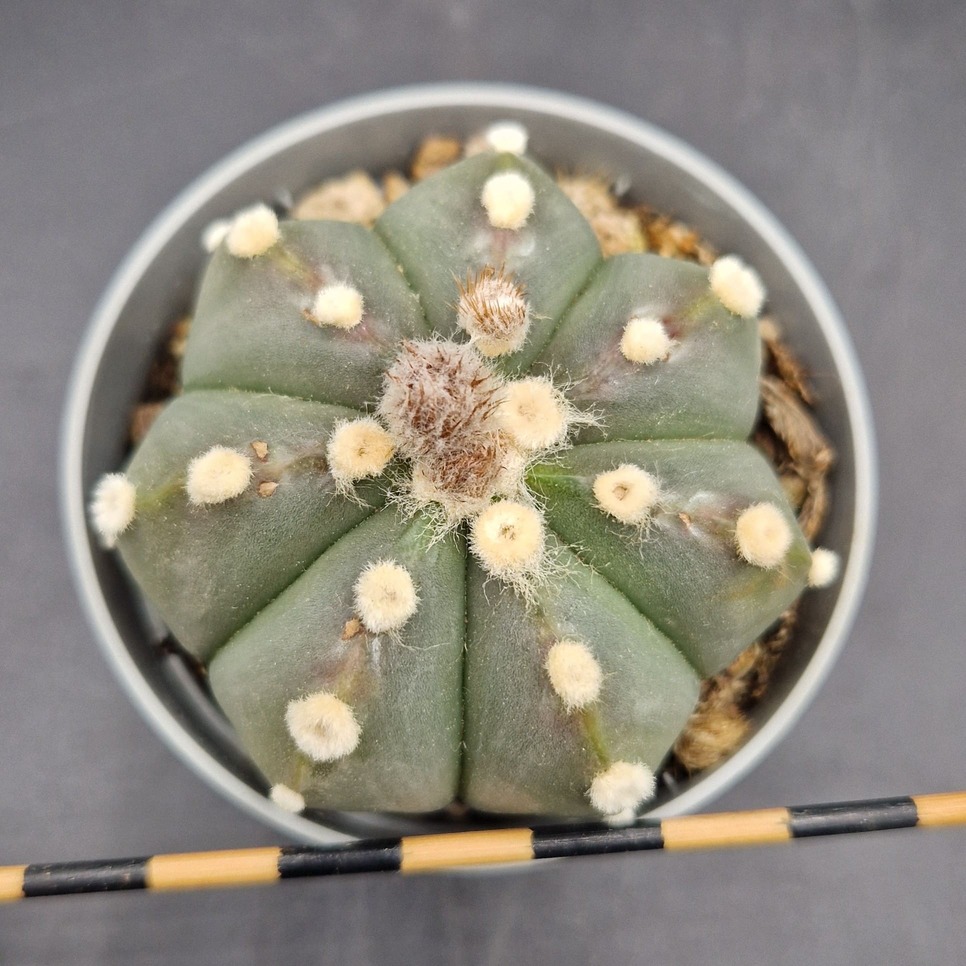 Astrophytum asterias Astrophytum asterias