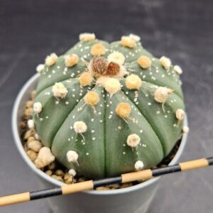 Astrophytum asterias