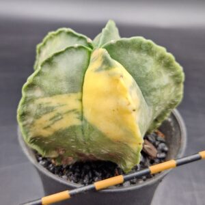 Astrophytum myriostigma variegado