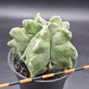 Astrophytum myriostigma kikko
