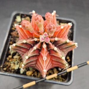Gymnocalycium variegado Gymnocalycium variegado