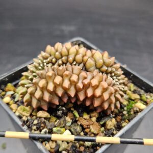 Gymnocalycium mihanovichii inermis cristata