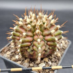 Gymnocalycium T-Rex x lb2178 Gymnocalycium T-Rex x lb2178