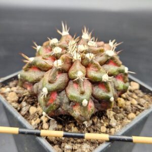 Gymnocalycium T-Rex x lb2178 Gymnocalycium T-Rex x lb2178