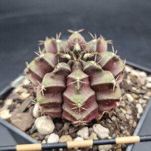 Gymnocalycium cv. Bingsu
