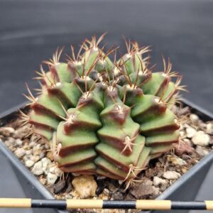 Gymnocalycium cv. Bingsu