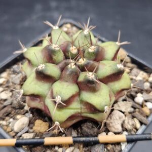 Gymnocalycium cv. Bingsu
