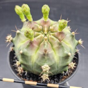 Gymnocalycium cv. Wheel