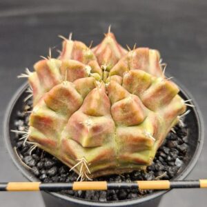 Gymnocalycium cv. Purple nebula