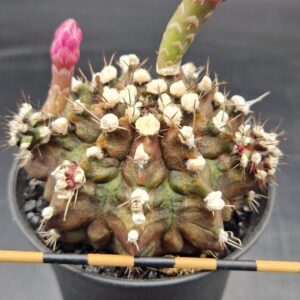 Gymnocalycium T-rex